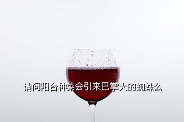 請問陽臺種菜會引來巴掌大的蜘蛛么