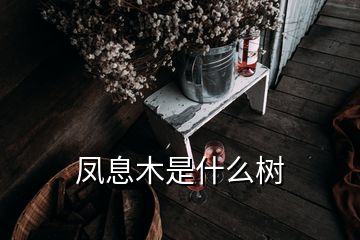 鳳息木是什么樹