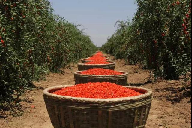 寧夏鋼鐵、寧夏紅董事長曹廣江正式“官宣”：寧鋼61年積淀為基座，有信心承載寧夏紅的未來